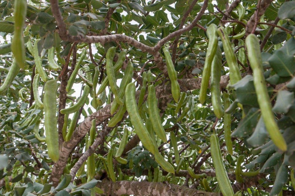 DSC_0001_1.jpg