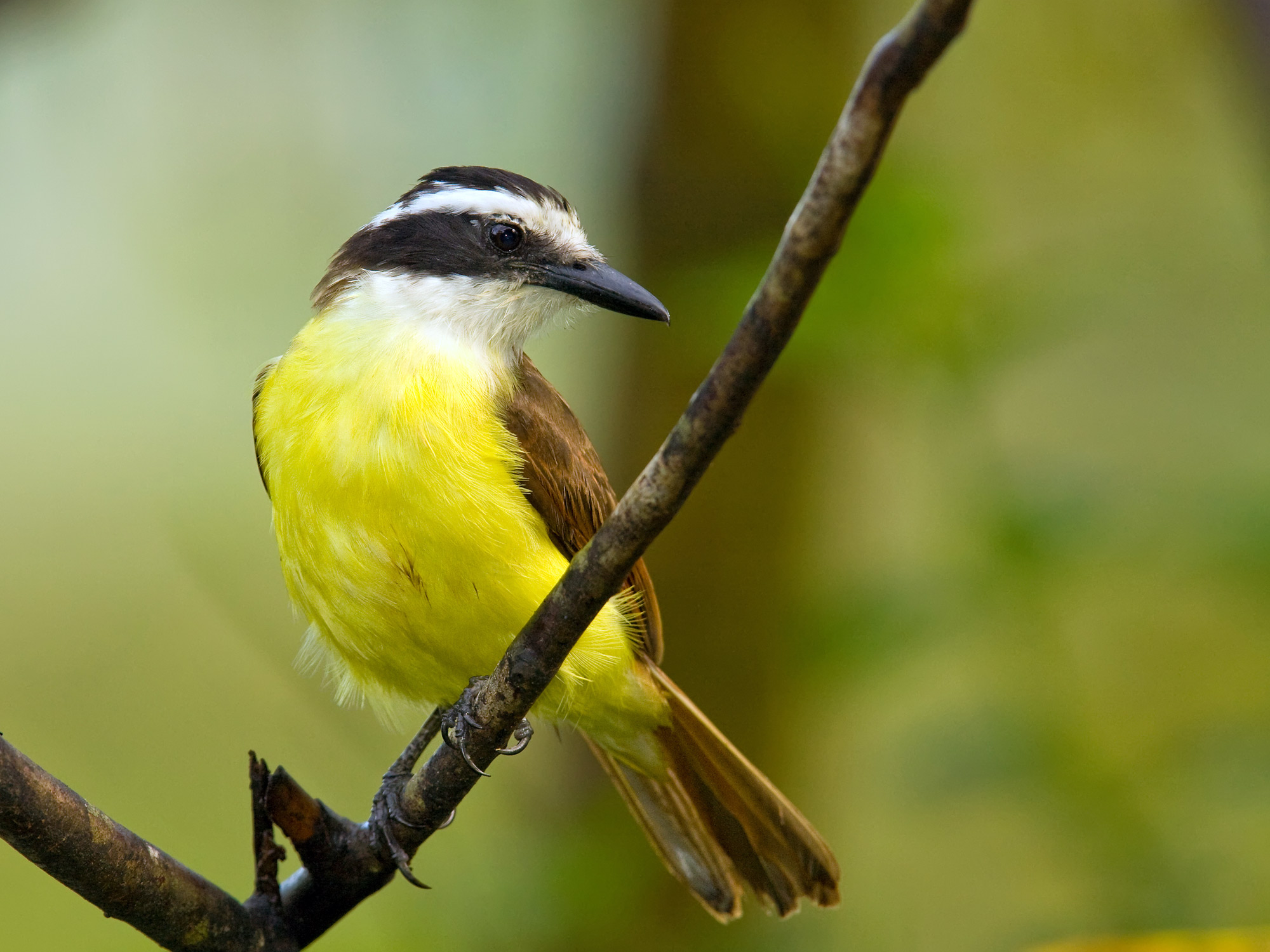 Great-Kiskadee-1.jpg