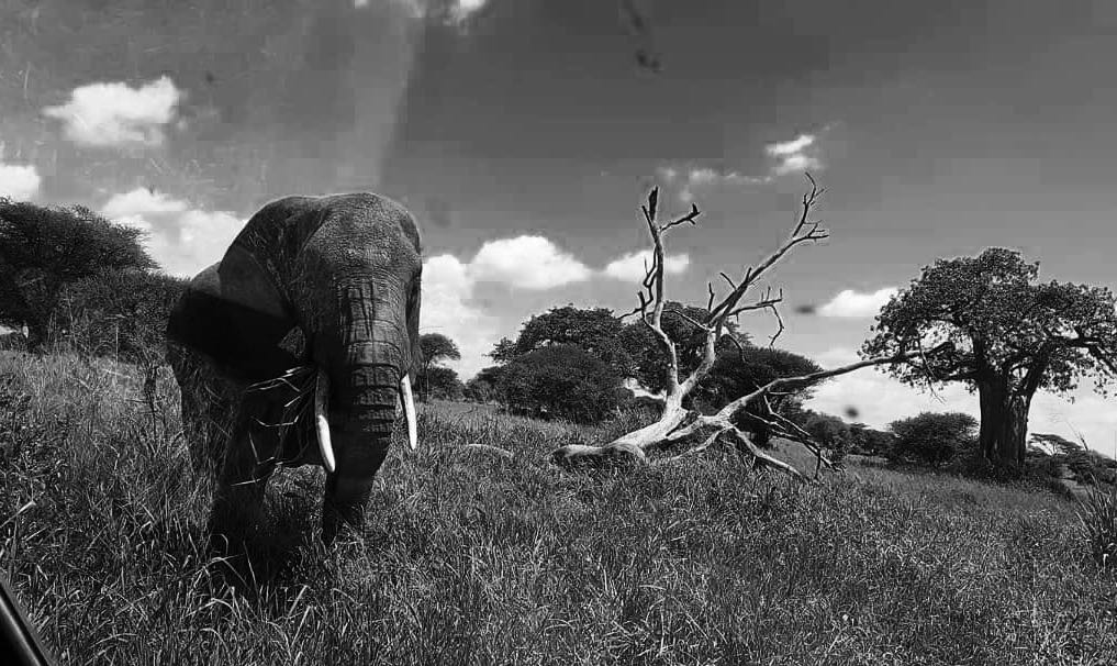 bnw.jpg