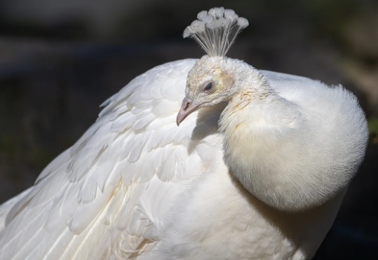 pavo real albino.jpg