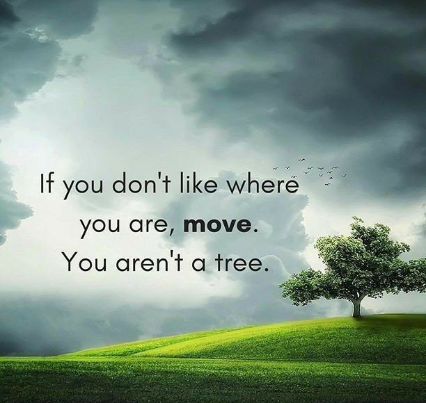 tree.jpg