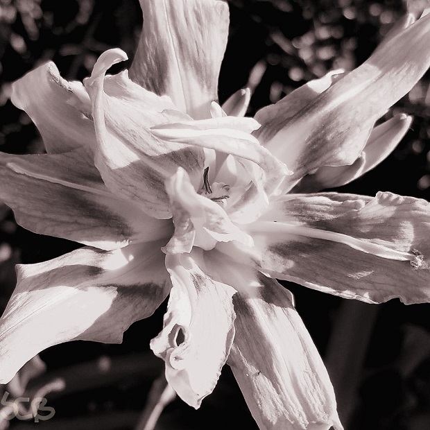 steemit-enternamehere-mono-lily-smartphone-flower.jpg