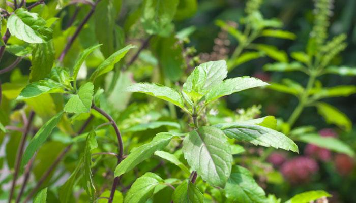 434279-tulsi.jpg
