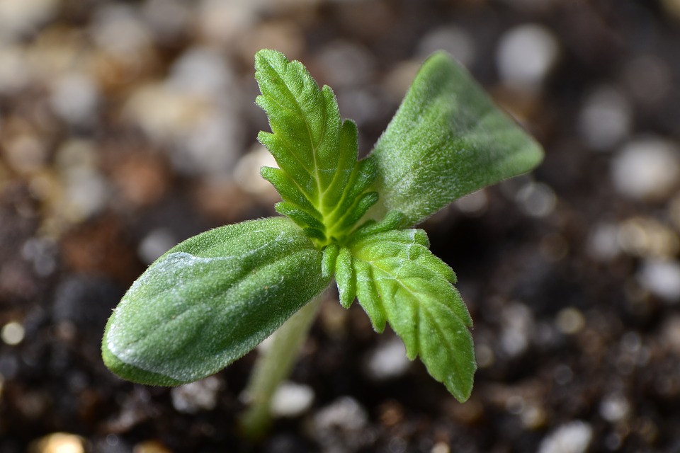 primeira fase de crescimento cannabis maconha cultivar marijuan.jpg