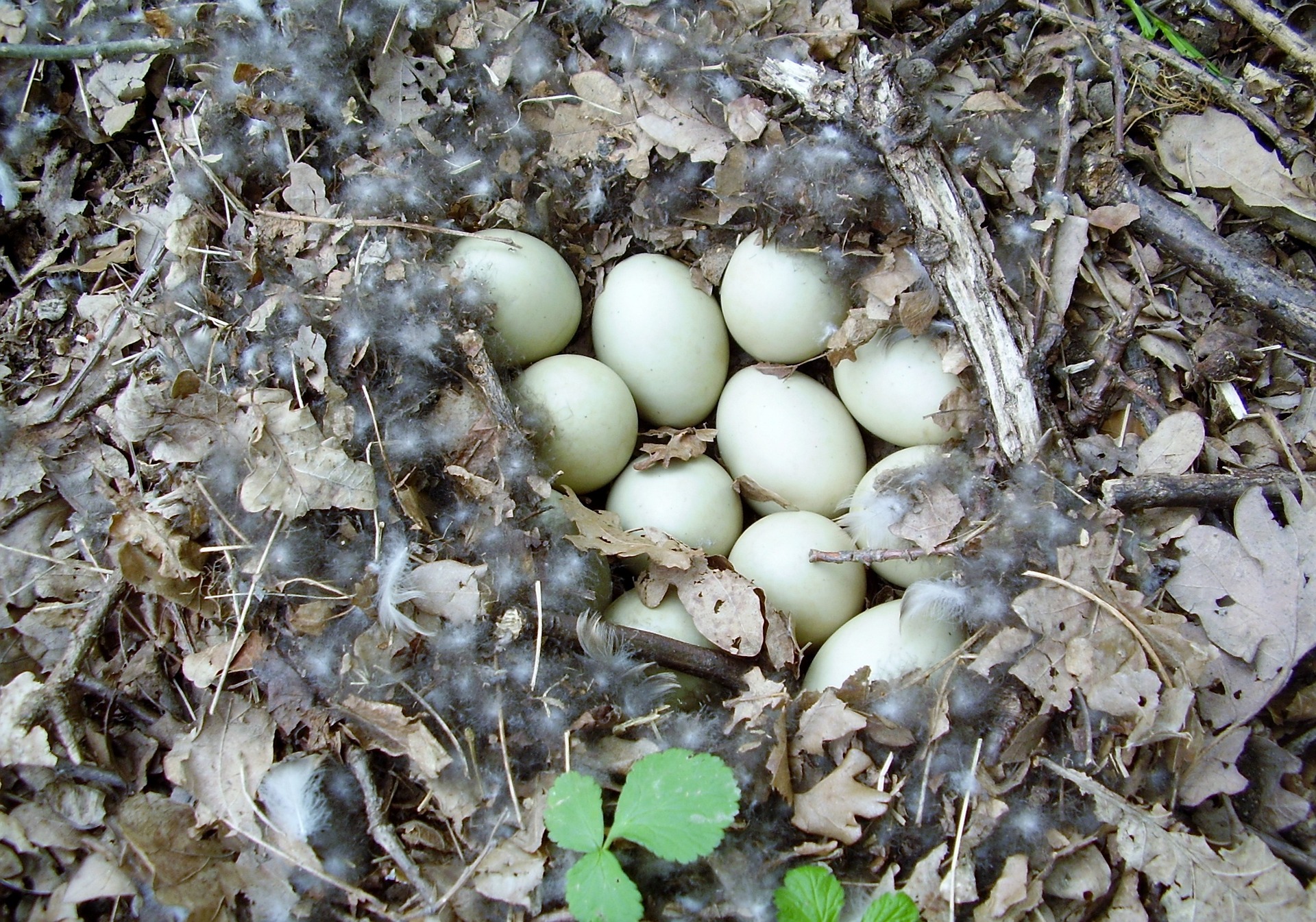 eggs-655243_1920.jpg