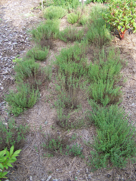 New Herb garden - Row 6, thyme crop Aug. 2018.jpg