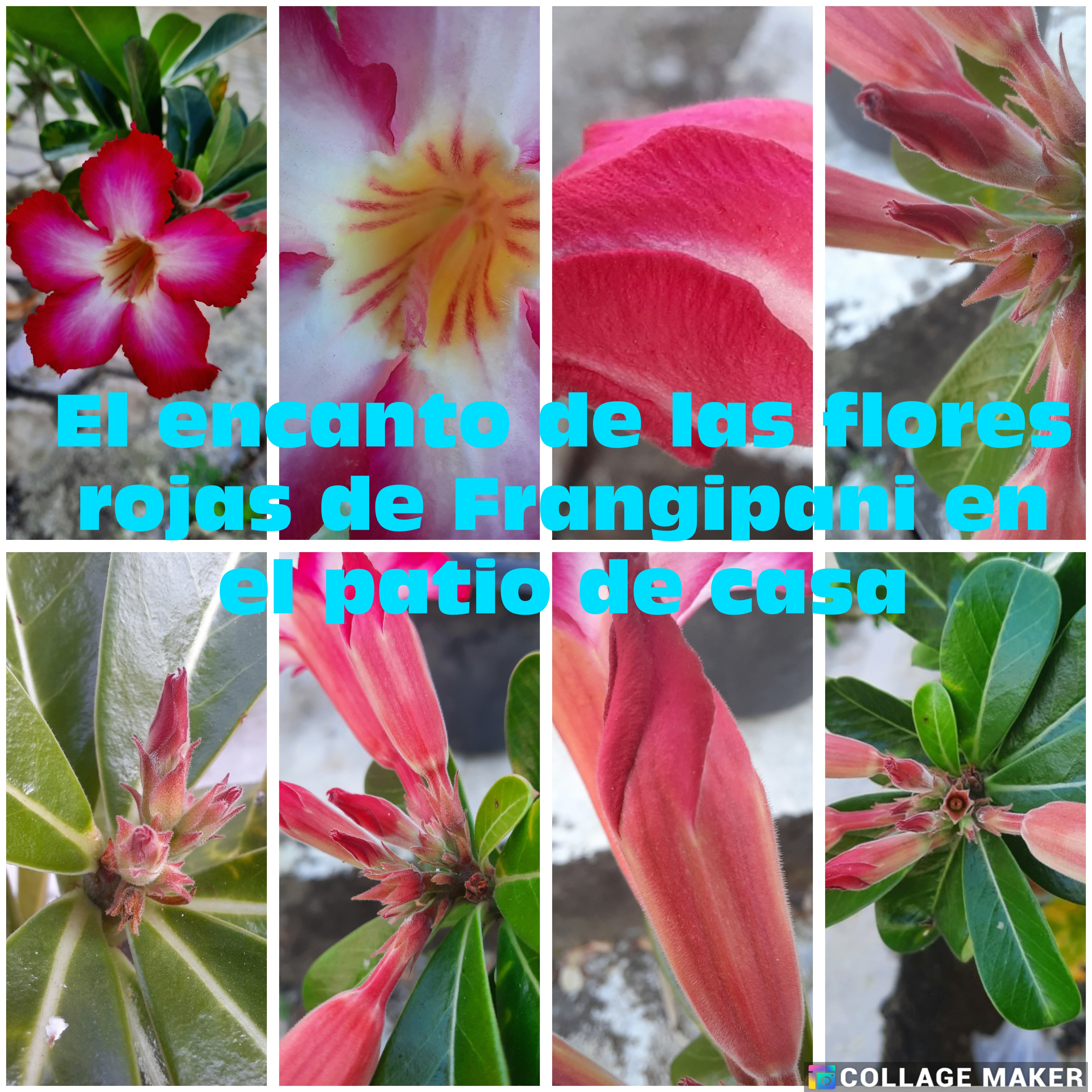 Photo Collage Maker_2025_02_07_11_10_33.jpg