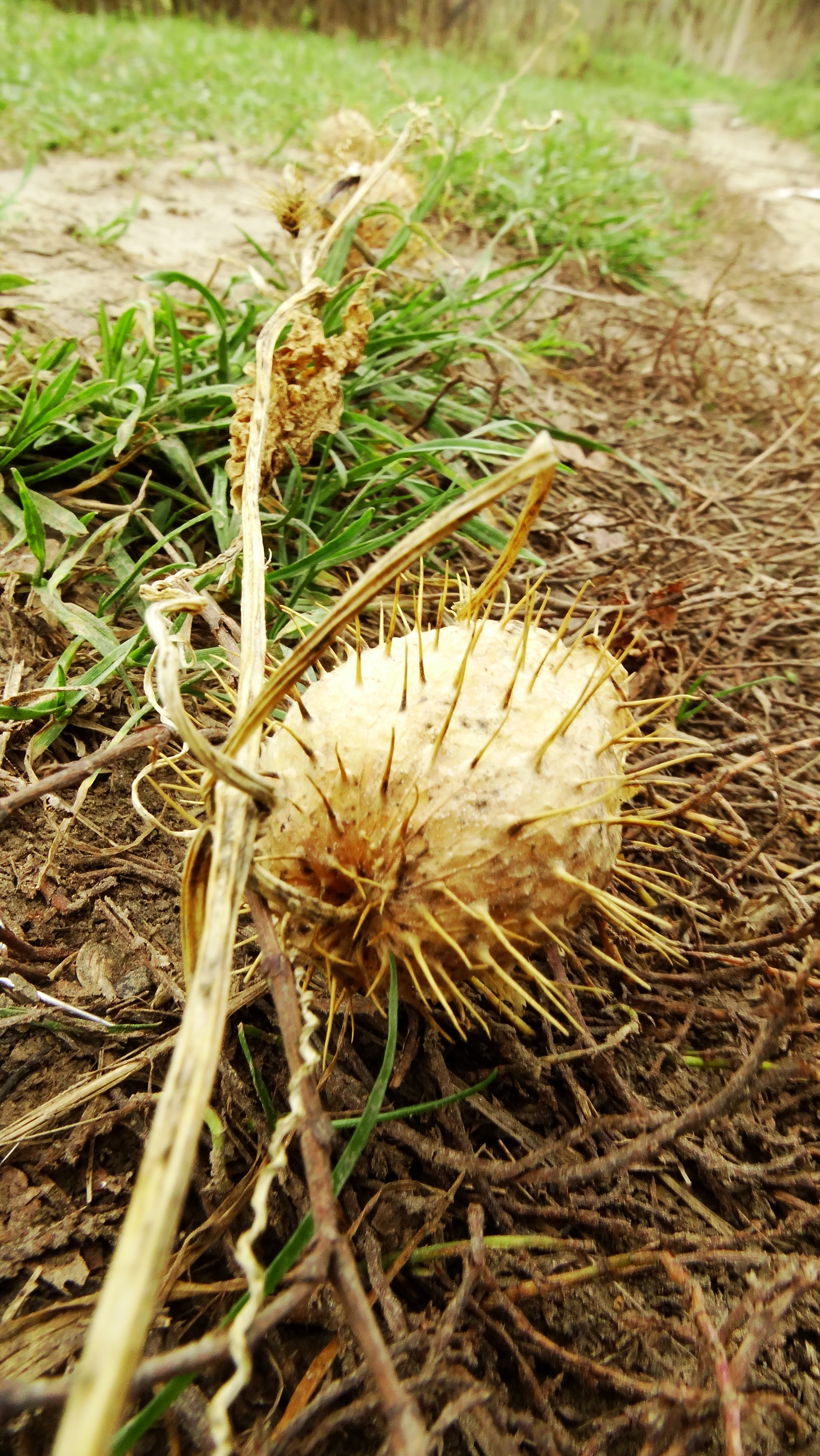 DSC01095.JPG