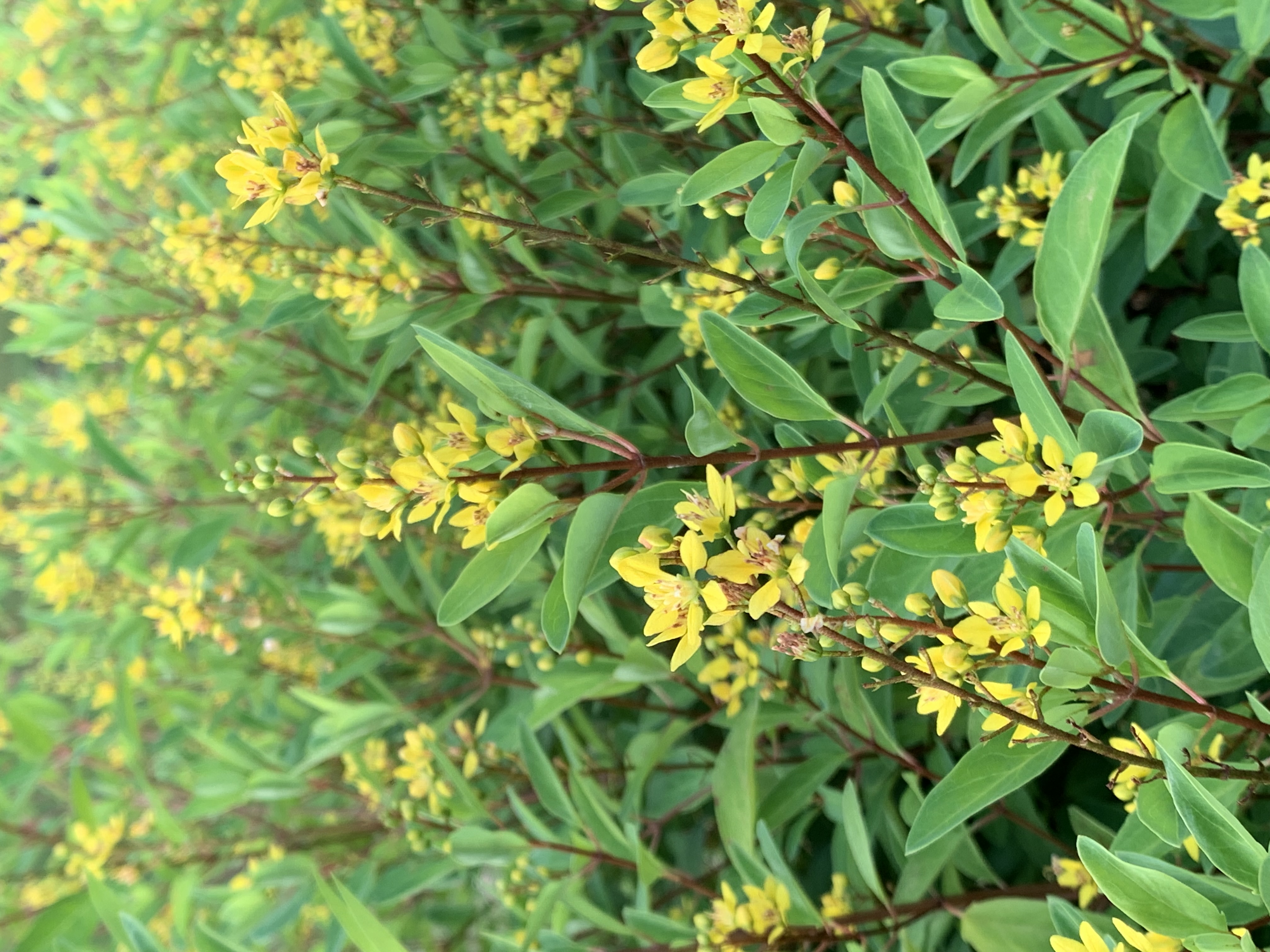 nature709.jpg