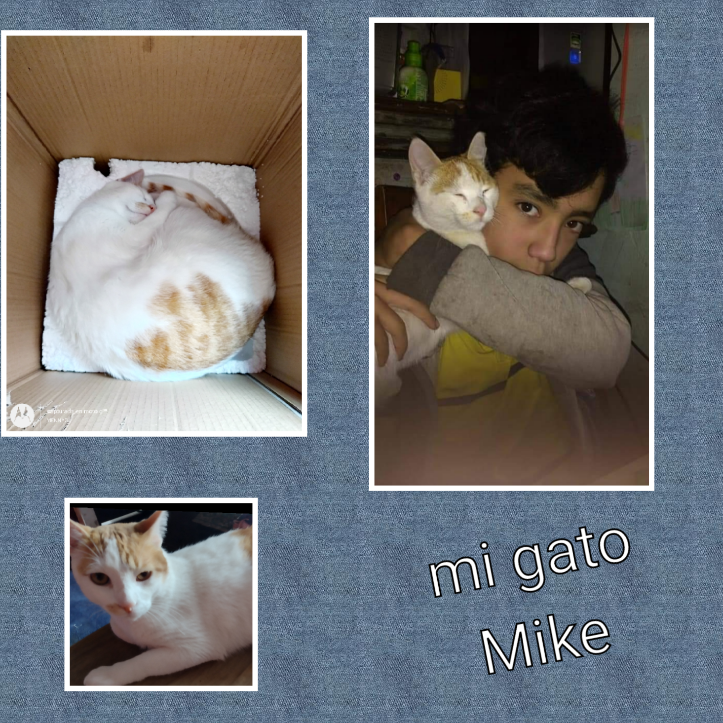 Editor de Fotocollages_ecFBZs.png