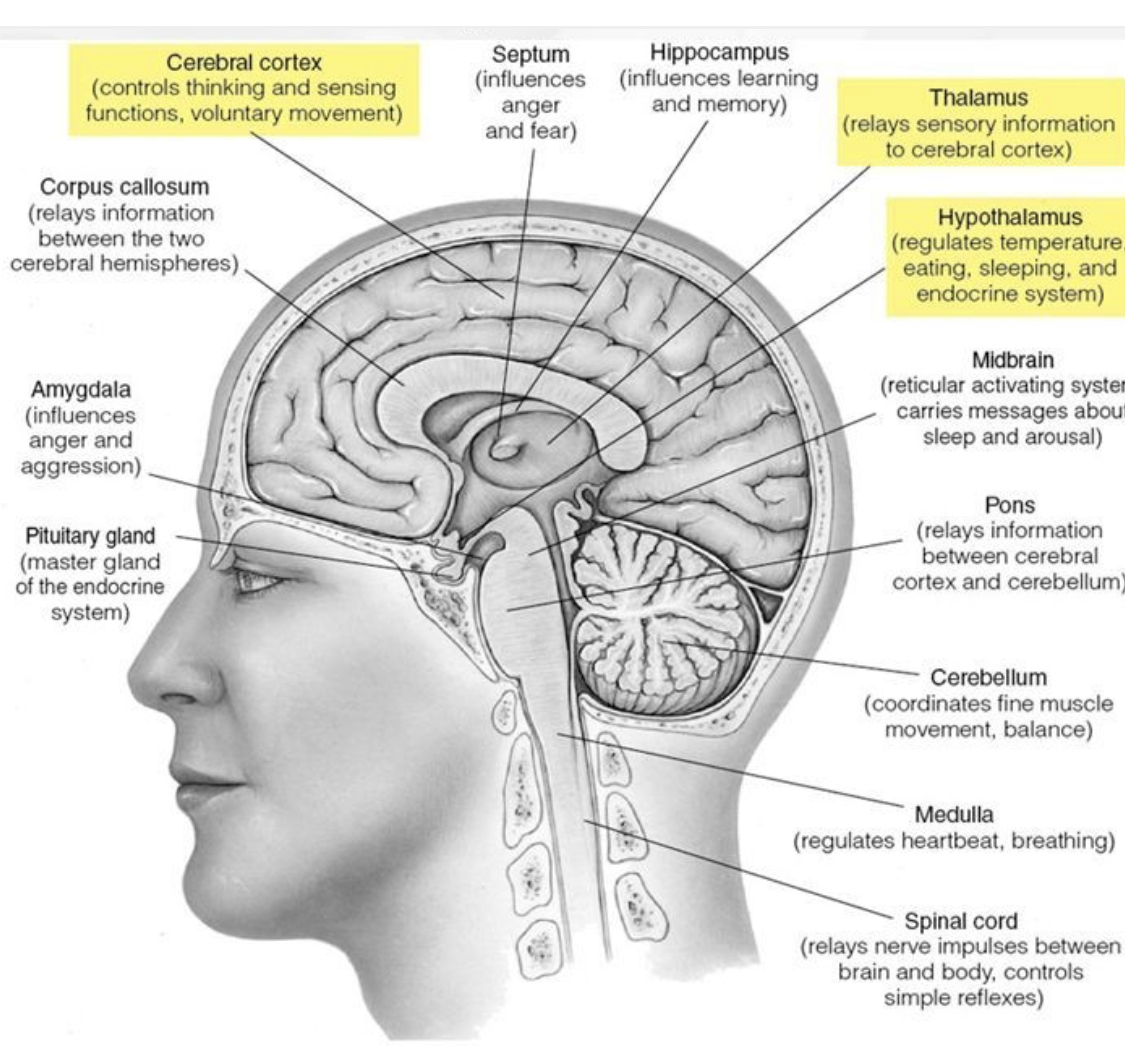 Learn anatomy. Септум анатомия мозга. Brain components functions.