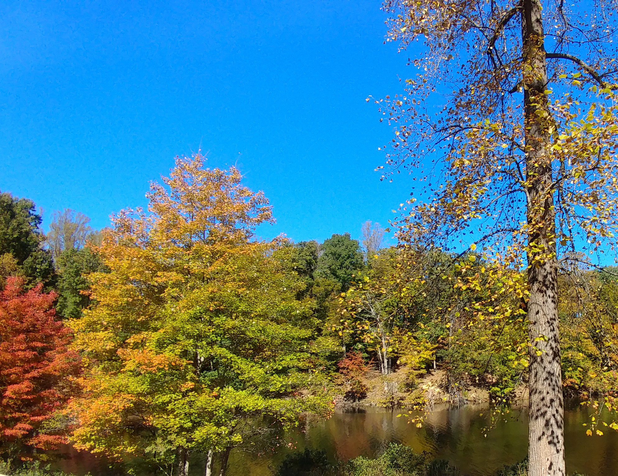 treetuesday11-19-19-4ok2.jpg