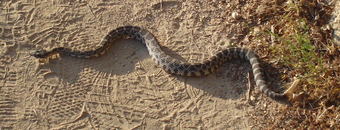 Rattlesnake.jpg