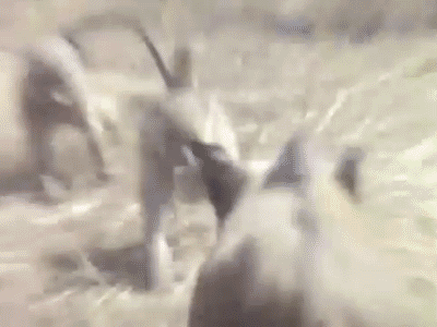 boar.gif