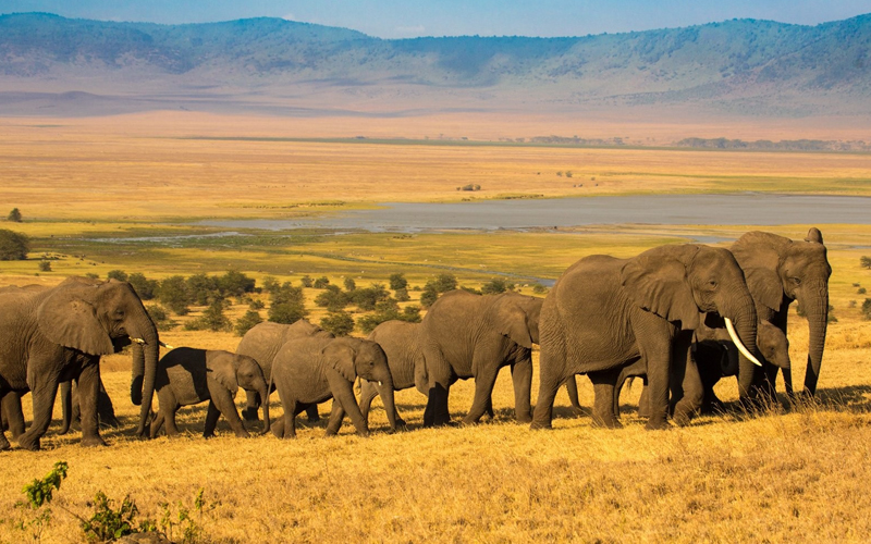 Best Safari Destinations to Combine on Kenya Tanzania Safaris.jpg