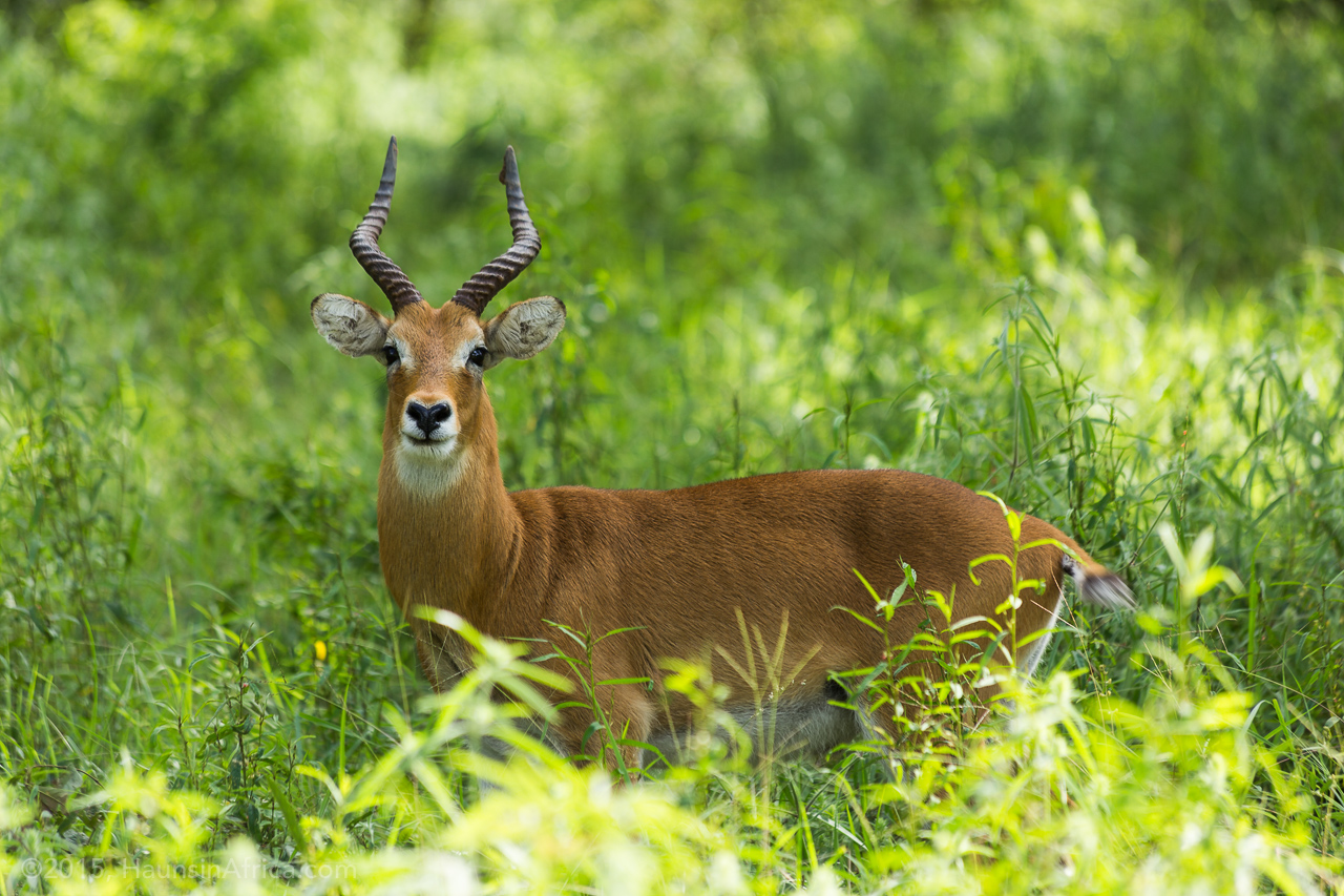 20150930-whaun-7219.jpg