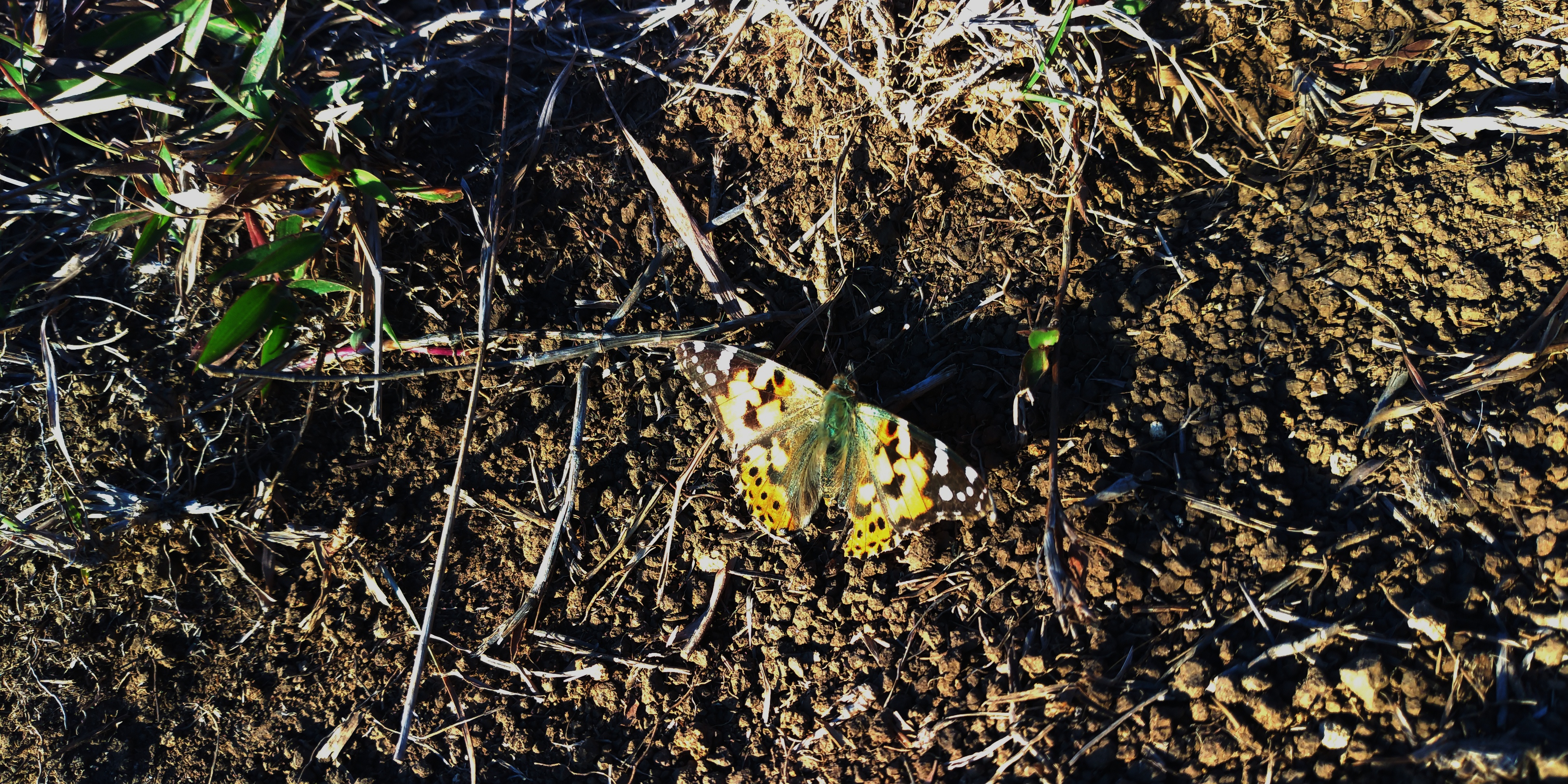 P_20190104_171257s.jpg