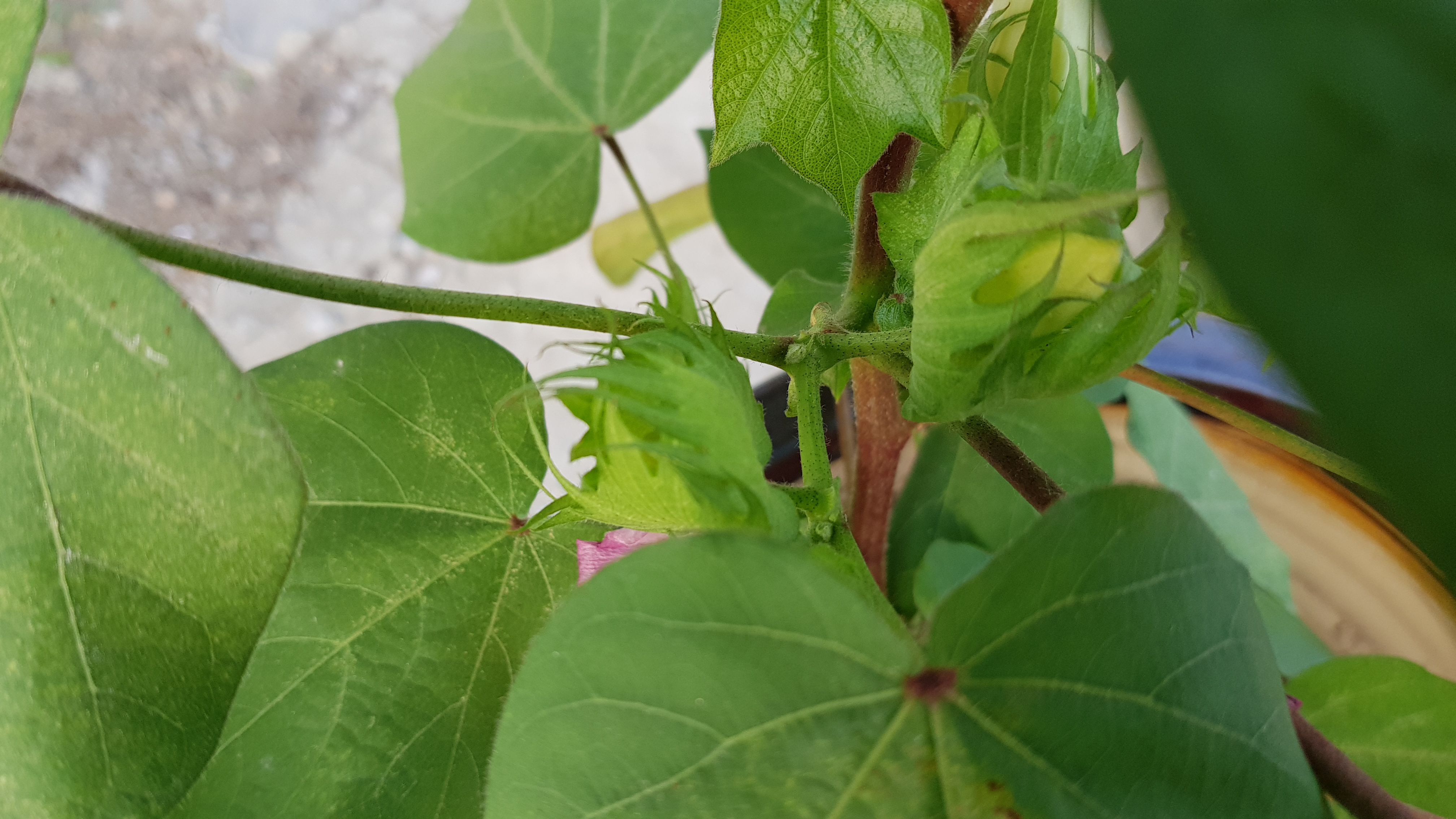 20180804_063242.jpg