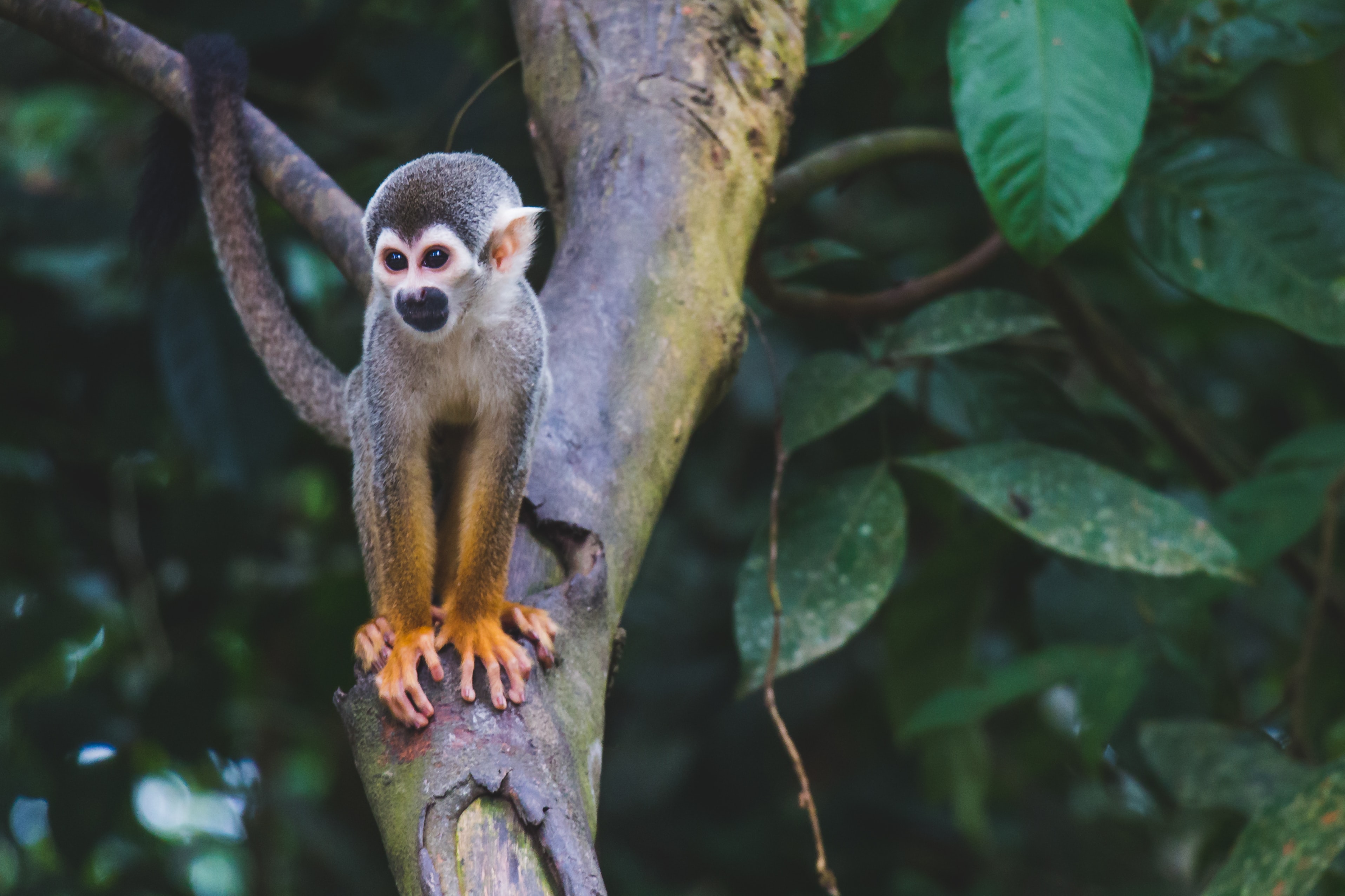 Colombia monkey_Photo by Diego Guzmán on Unsplash.jpg