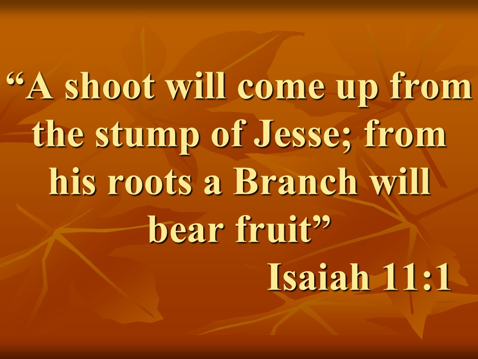 Messianic Prophecy. A shoot will come up from the stump of Jesse; from his roots a Branch will bear fruit. Isaiah 11,1.jpg
