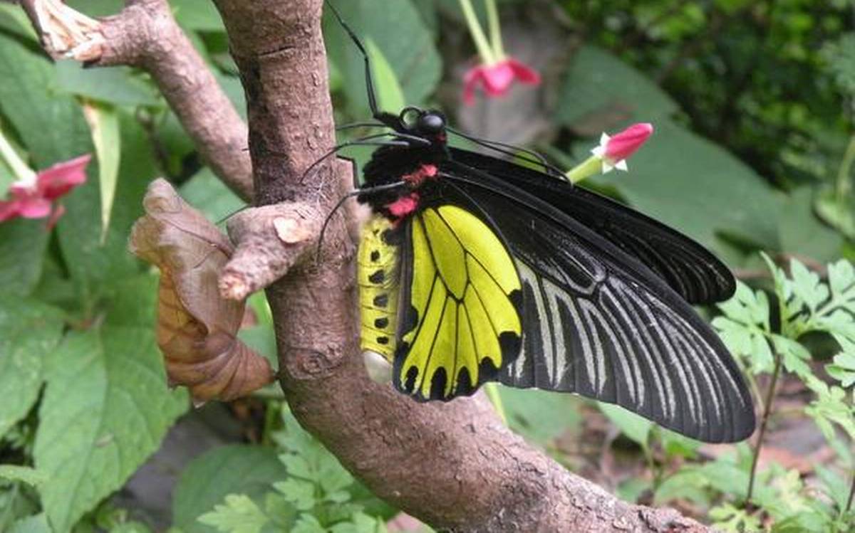 wildside-butterfly.jpg