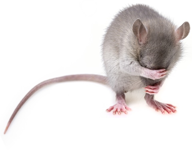 mouse-3194768_640.jpg