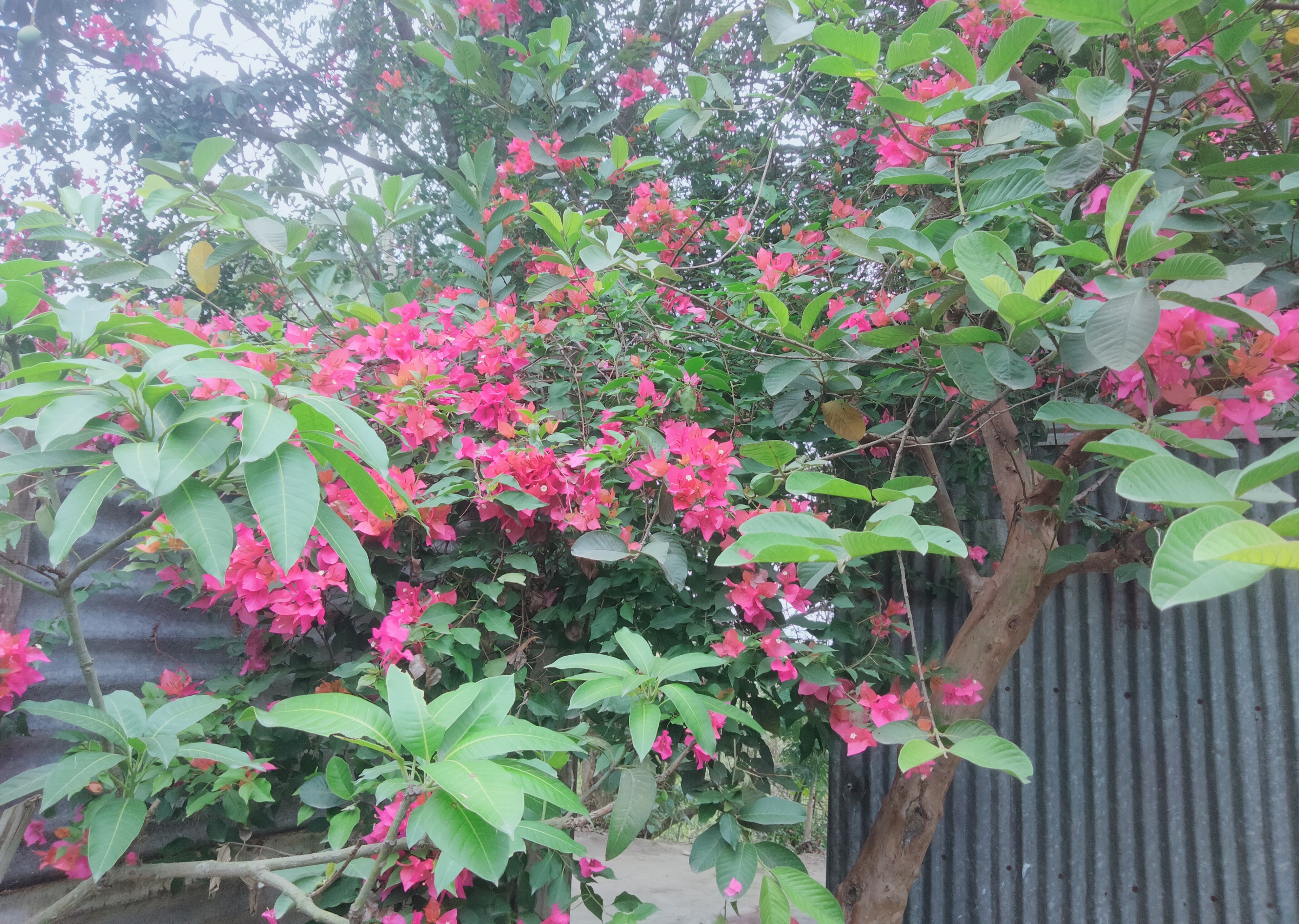 IMG_20260502_173258.jpg
