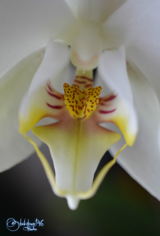 orchid3.jpg