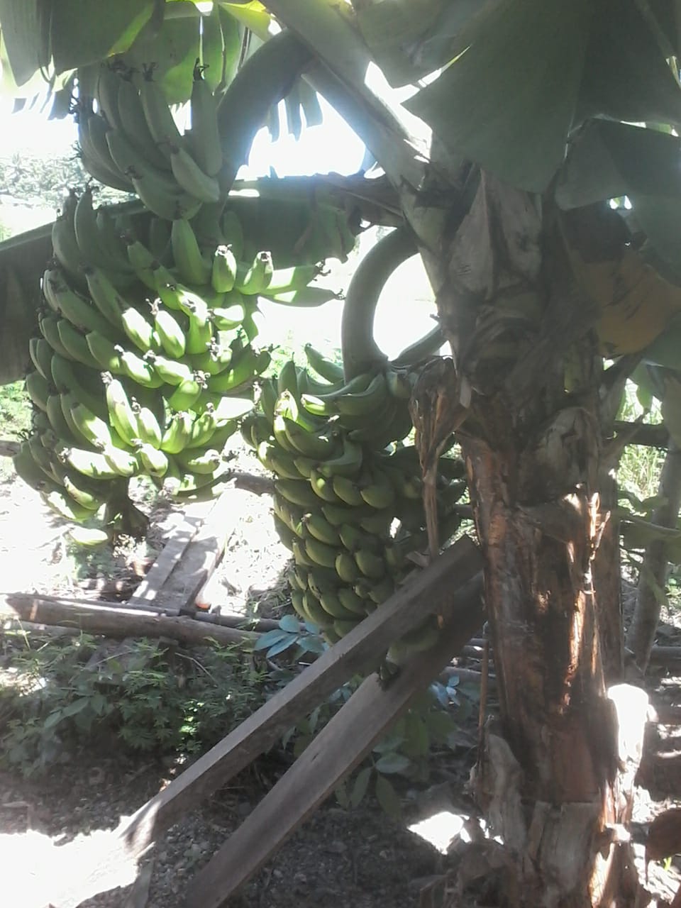 pisang.jpg