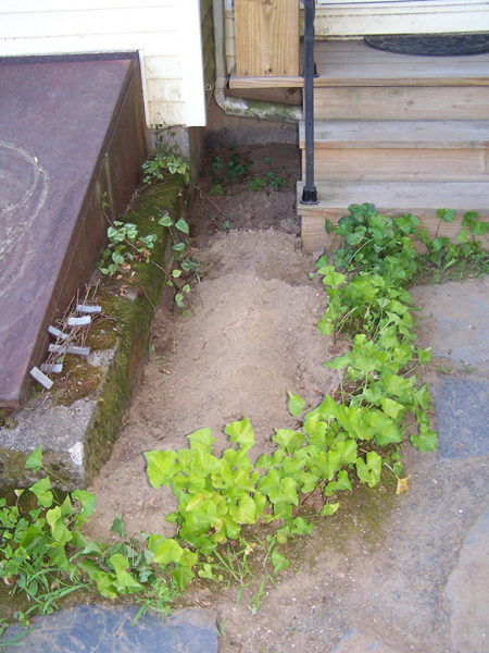 Bulkhead - dug up crop July 2019.jpg