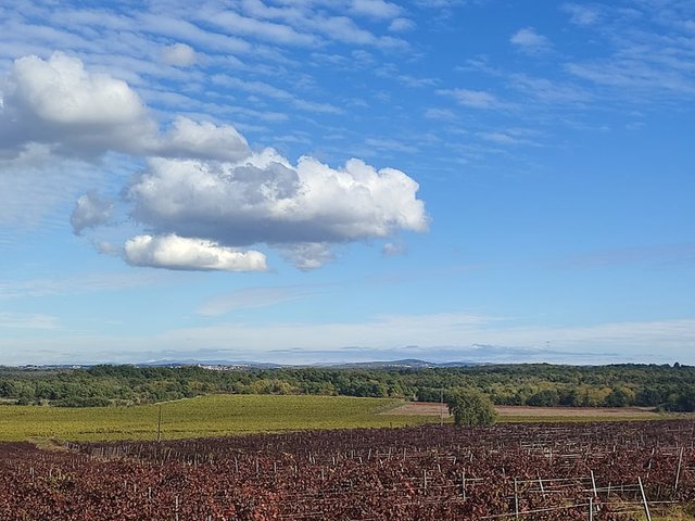 Vineyards.jpg