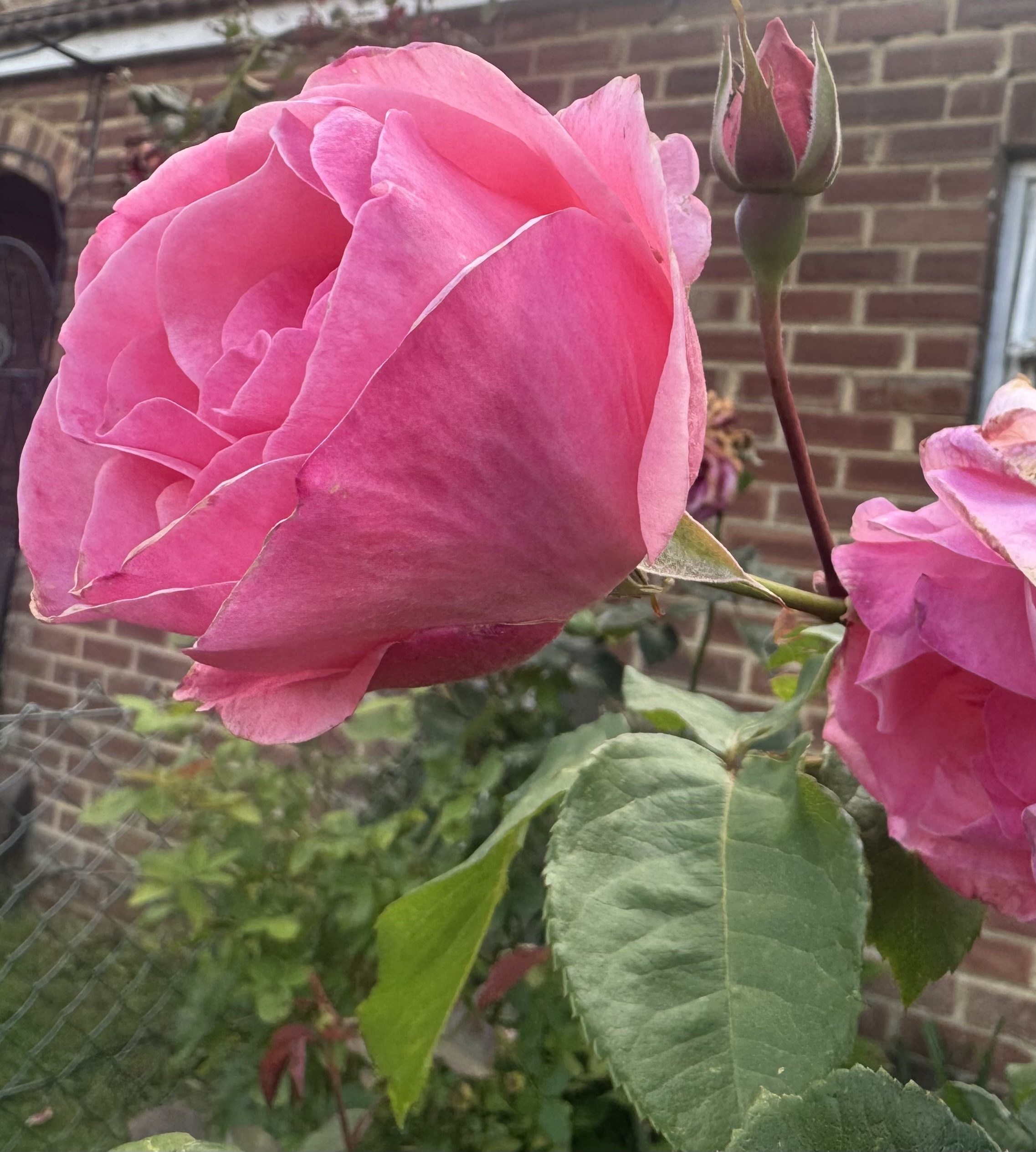 IMG_3479.jpeg