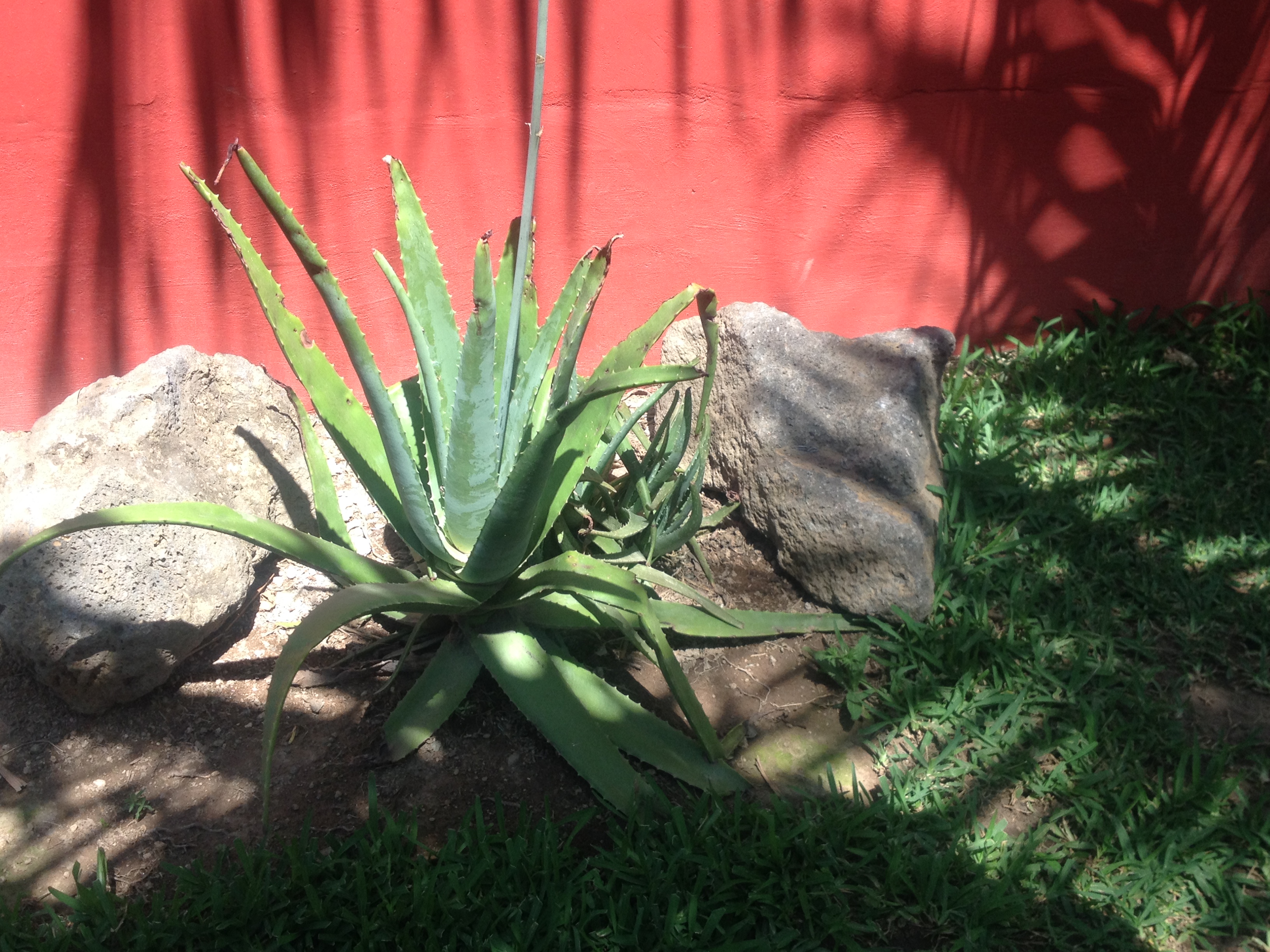 Livingelsalvador Growing My Own Natural Medicine Aloe Vera In