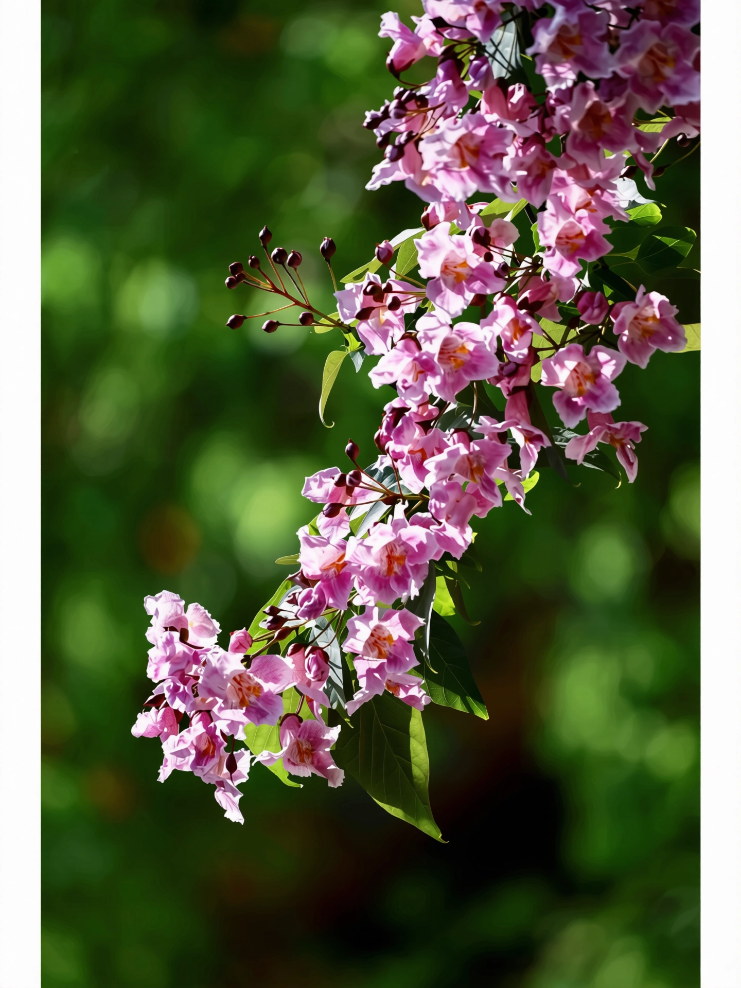 218.webp