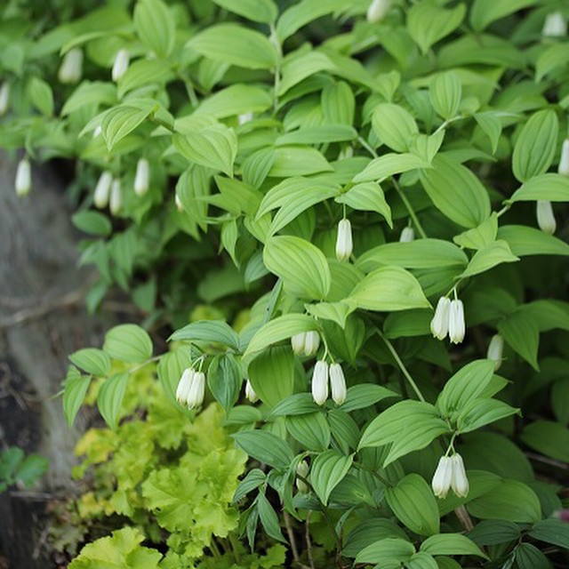 Solomon's seal.jpg