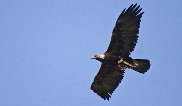 640px-golden-eagle-flying.jpg