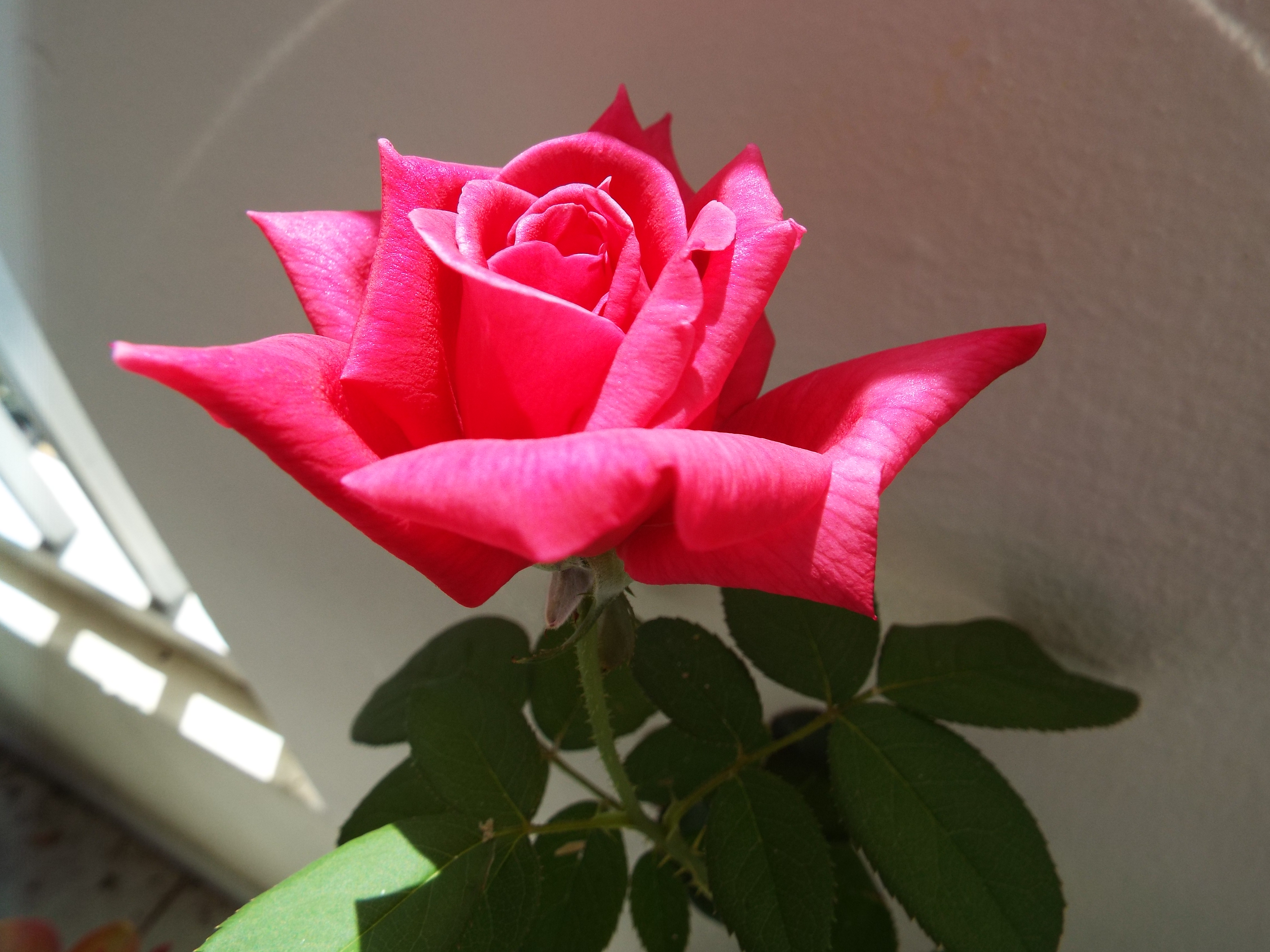 DSCF5767-005.JPG