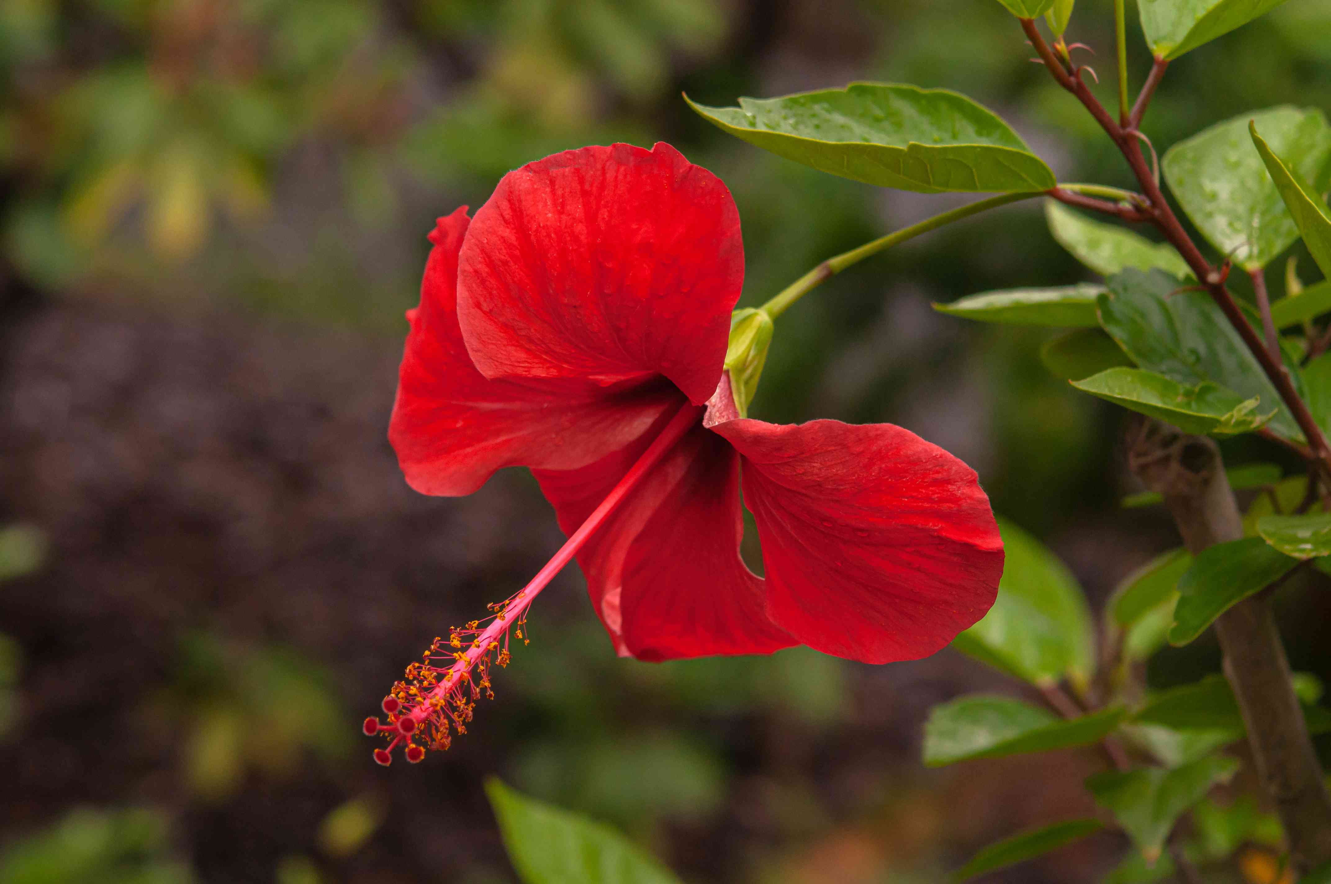 pictures-of-red-flowers-4061761-01-d08e7631918a4bd299f9422933980c12.jpg