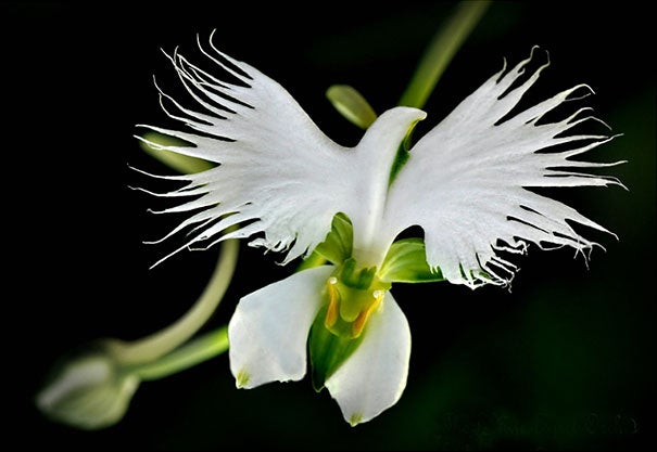 orquidea1.jpg