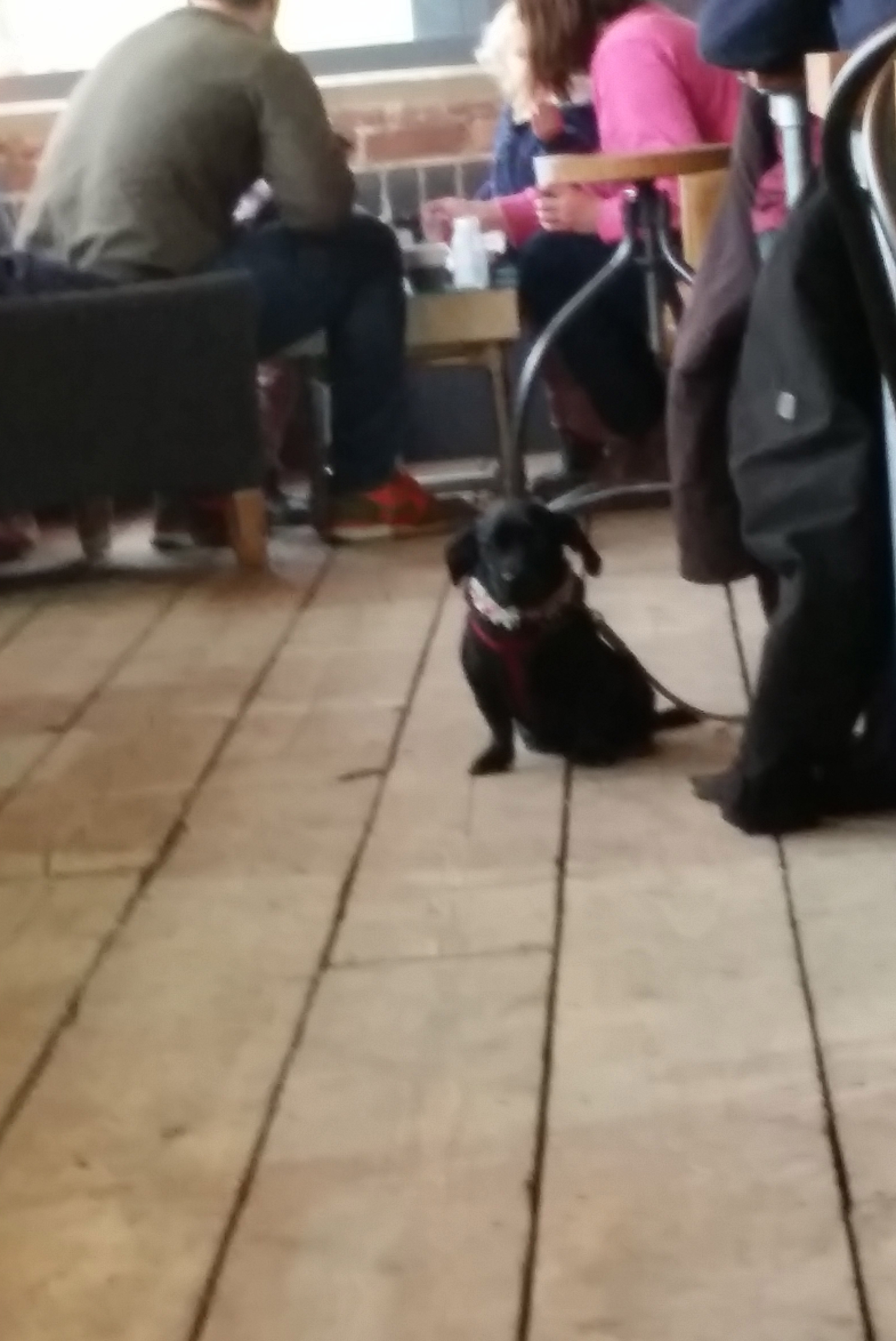 jan14dog2.jpg