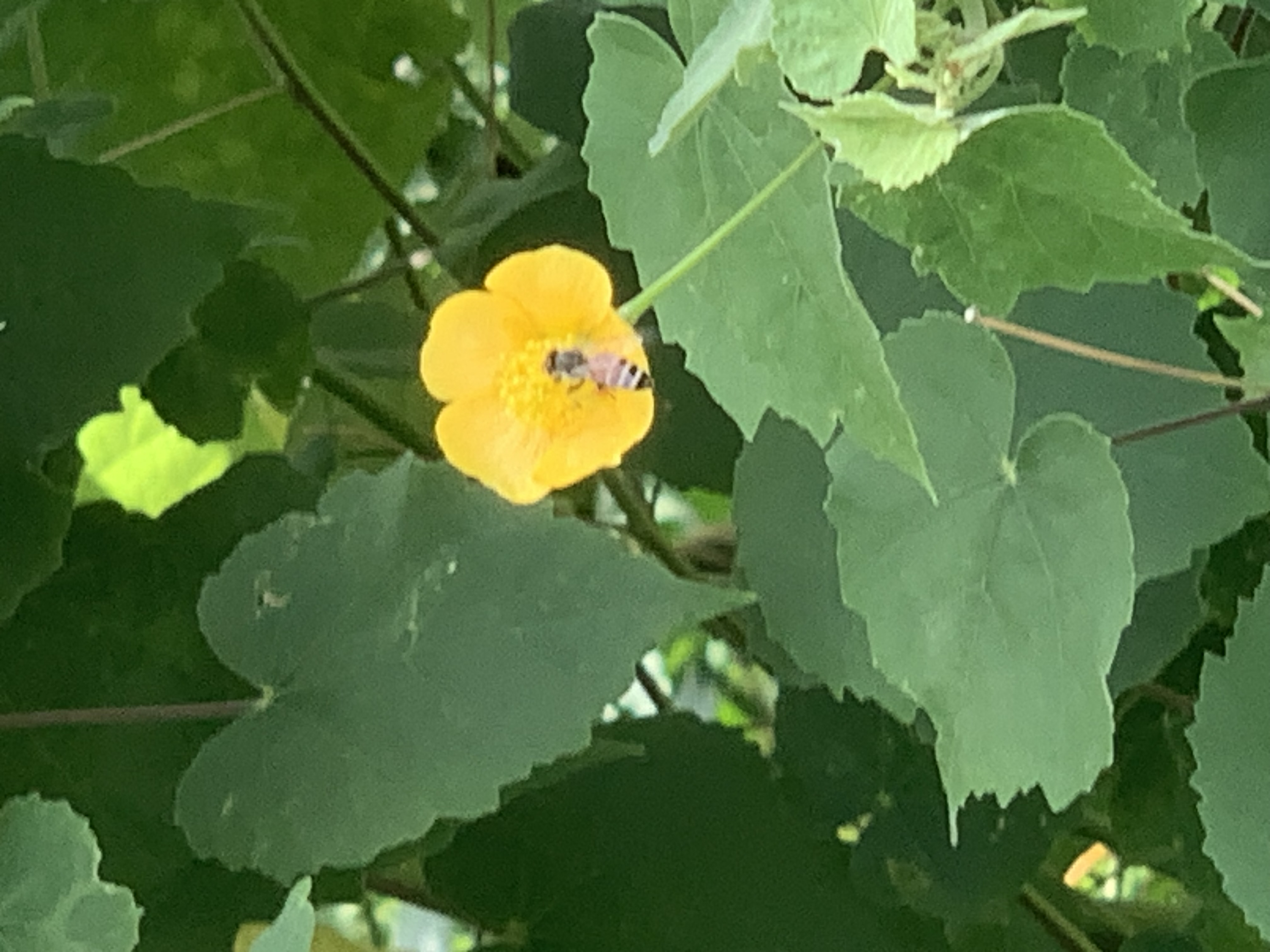 nature616.jpg
