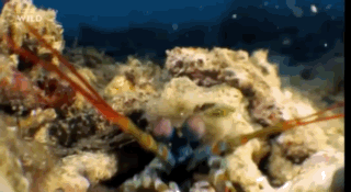 image.gif