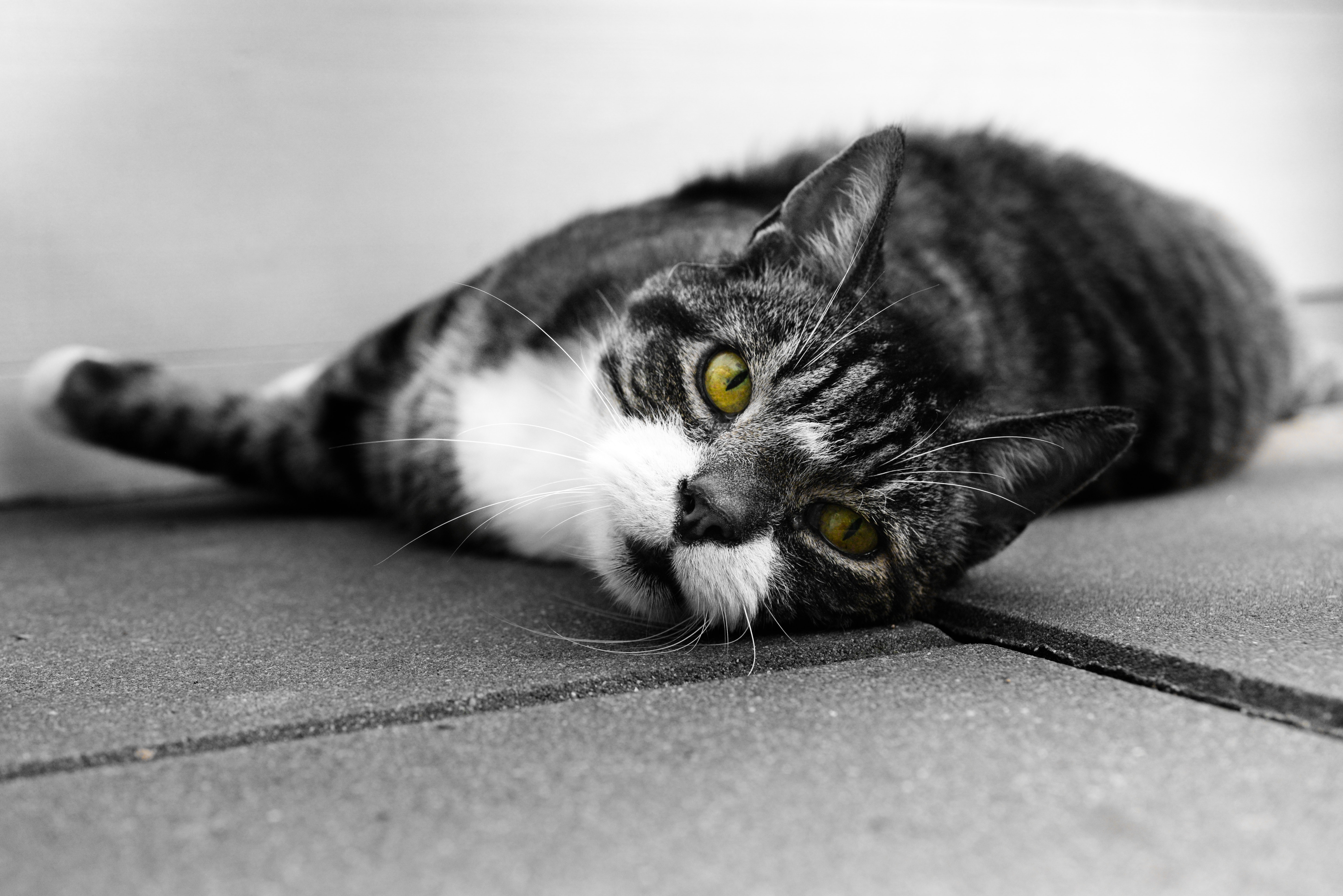 pexels-skitterphoto-1154625.jpg