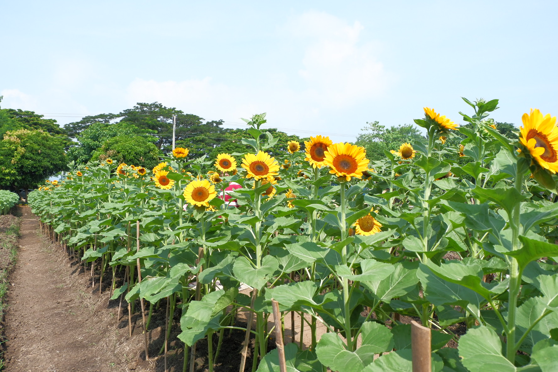 Sunflower Farm Pililla Rizal Best Flower Site