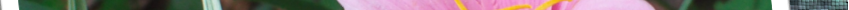 lilrios.png