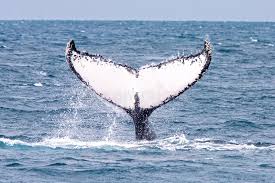 brwhale