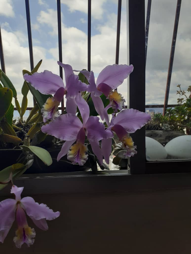ORQUIDEAS EN MI VENTANA.jpg