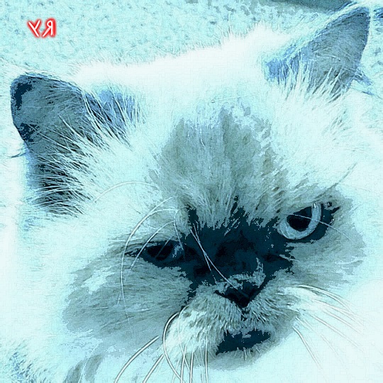 angry gitzy (in blue) (21 jan. 2020) by rfy - (peg).jpg