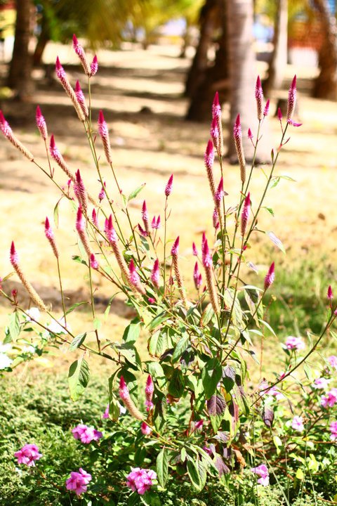 flor.jpg