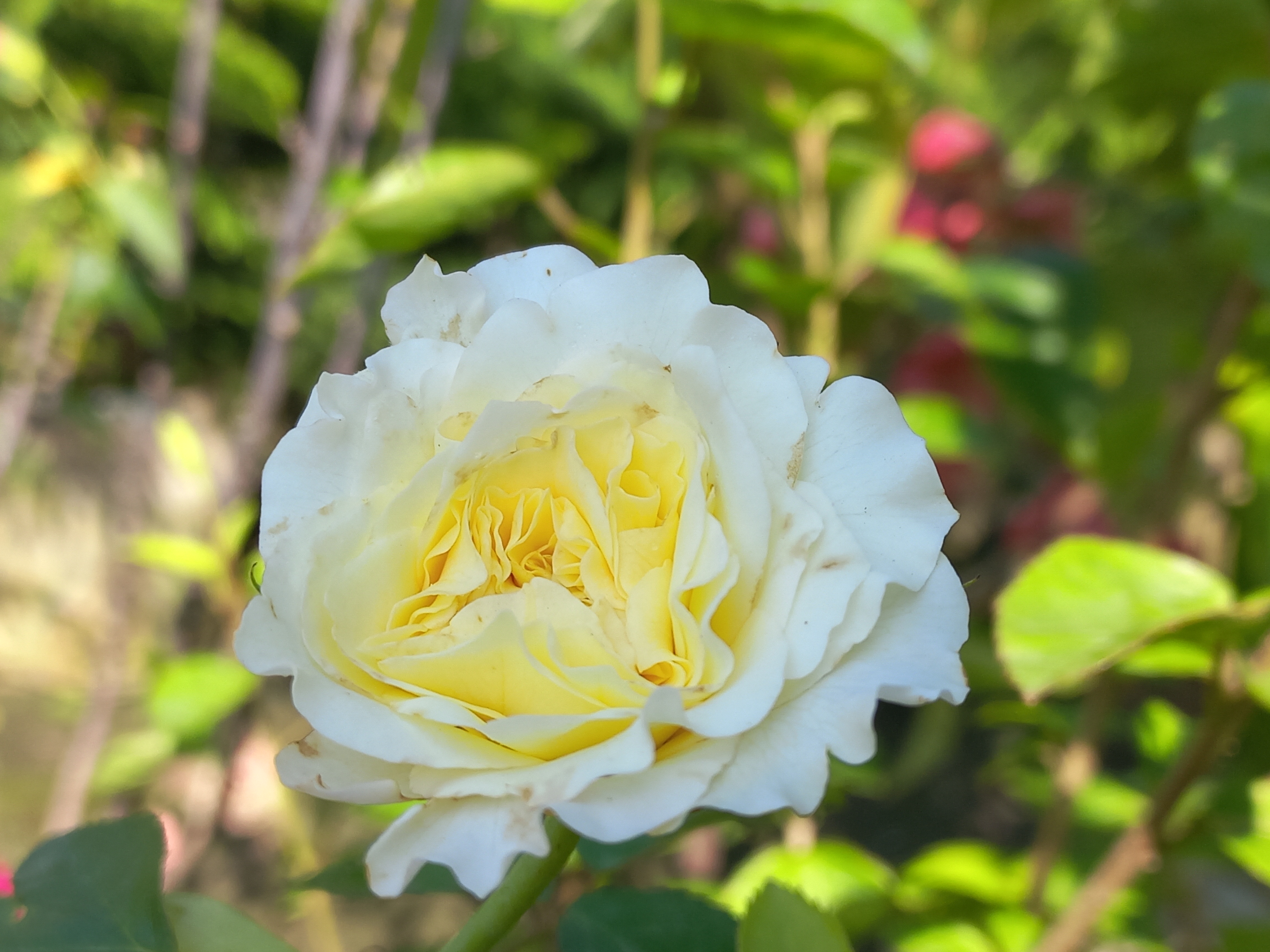 Floribunda flower photography